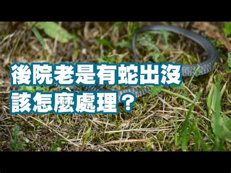 住家有蛇|如何防制蛇類入侵